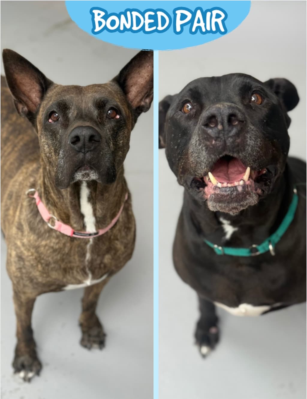 Missy - Staffordshire Bull Terrier available for adoption at Dogs' Refuge Home in Perth
