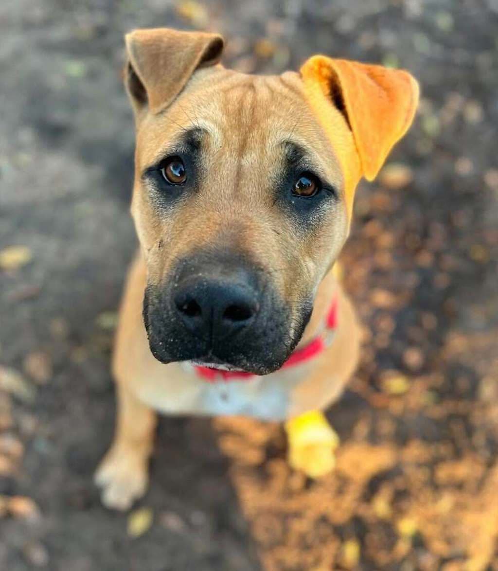 Frankie - Staffy available for adoption in Perth
