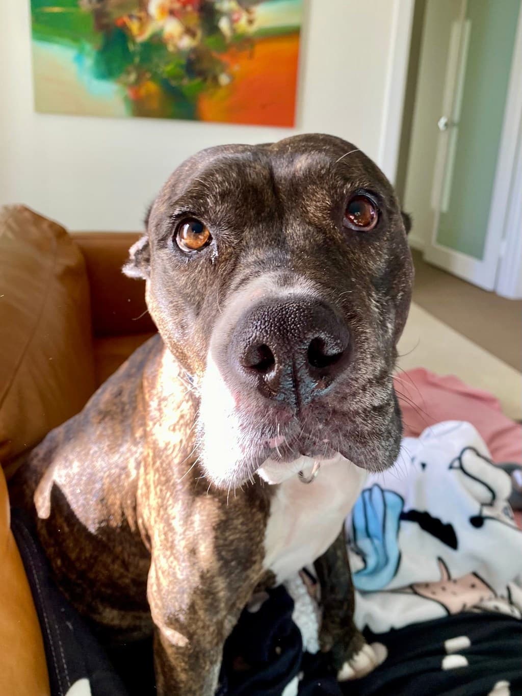 Jessie - American Staffordshire Bull Terrier available for adoption at Dogs' Refuge Home in Perth