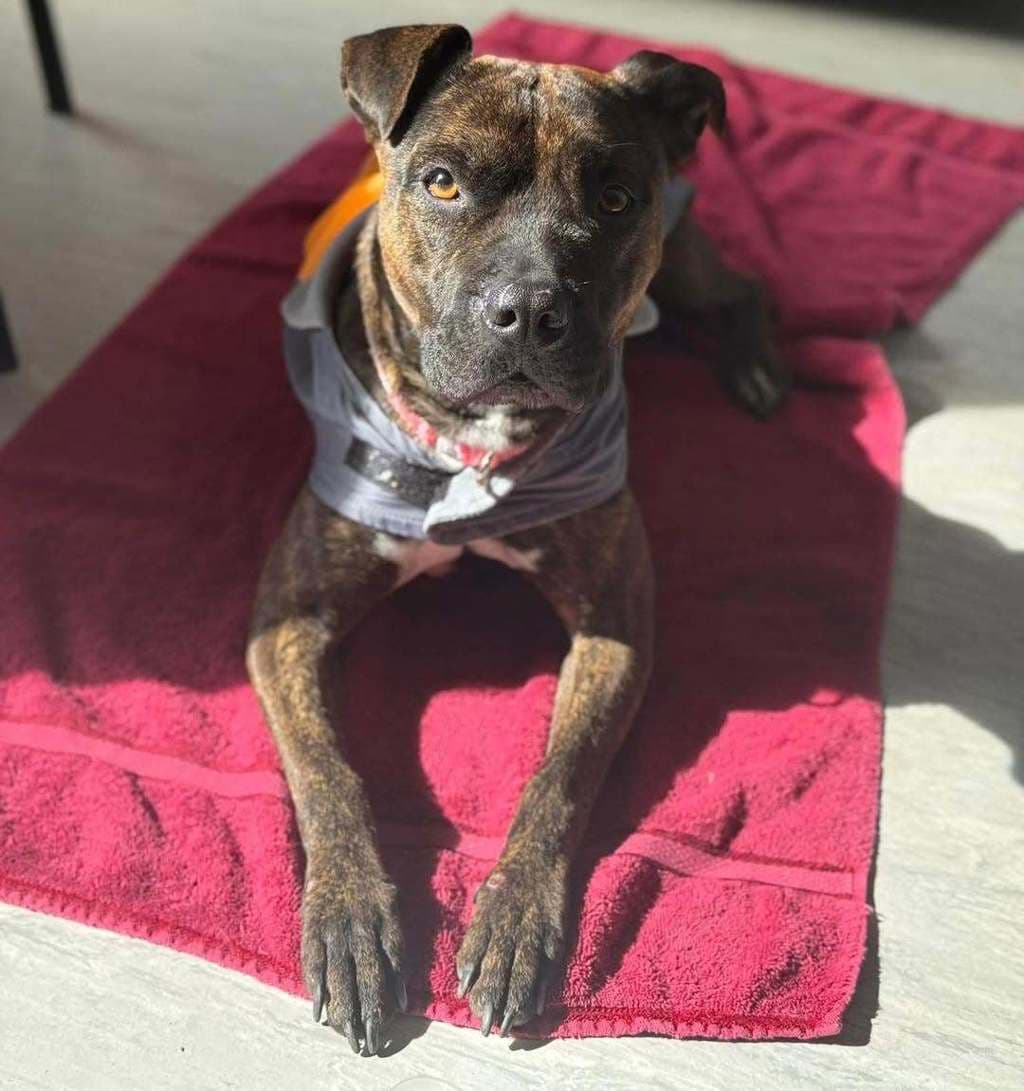 Jae - Staffordshire Bull Terrier available for adoption at Dogs' Refuge Home in Perth