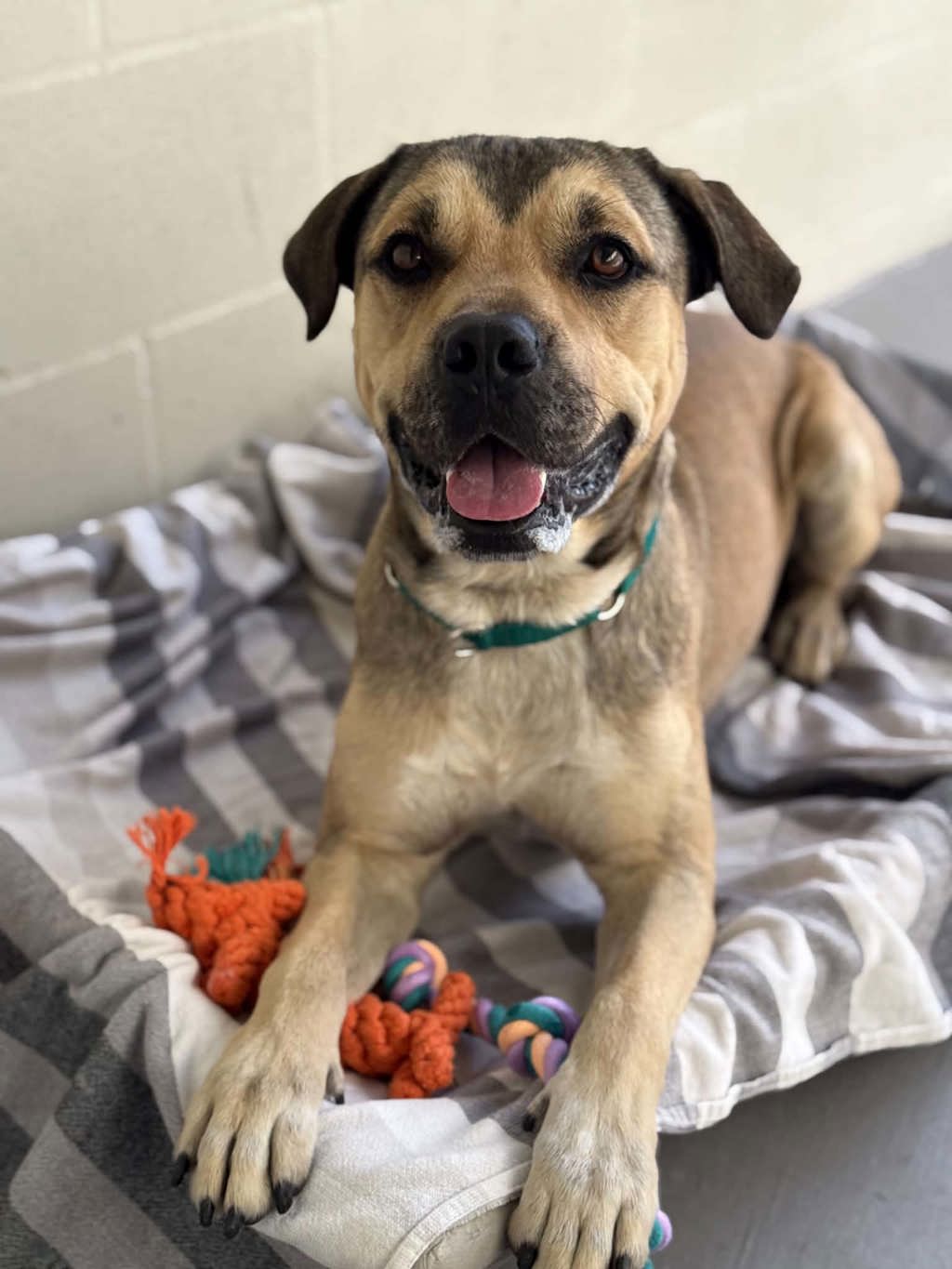Mac - Bull Mastiff available for adoption at Dogs' Refuge Home in Perth