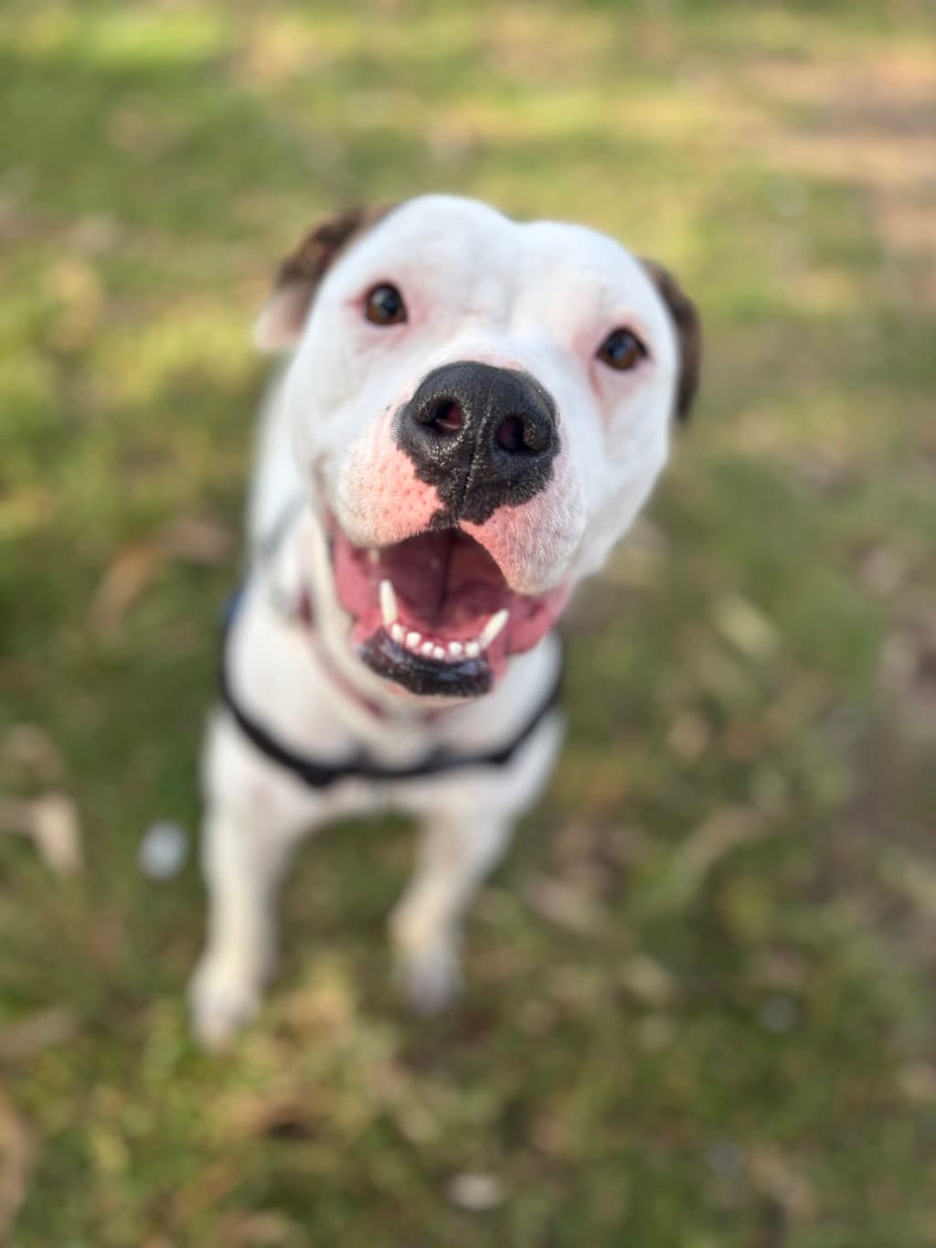 Casey - Medium Mixed Breed available for adoption at Dogs' Refuge Home in Perth