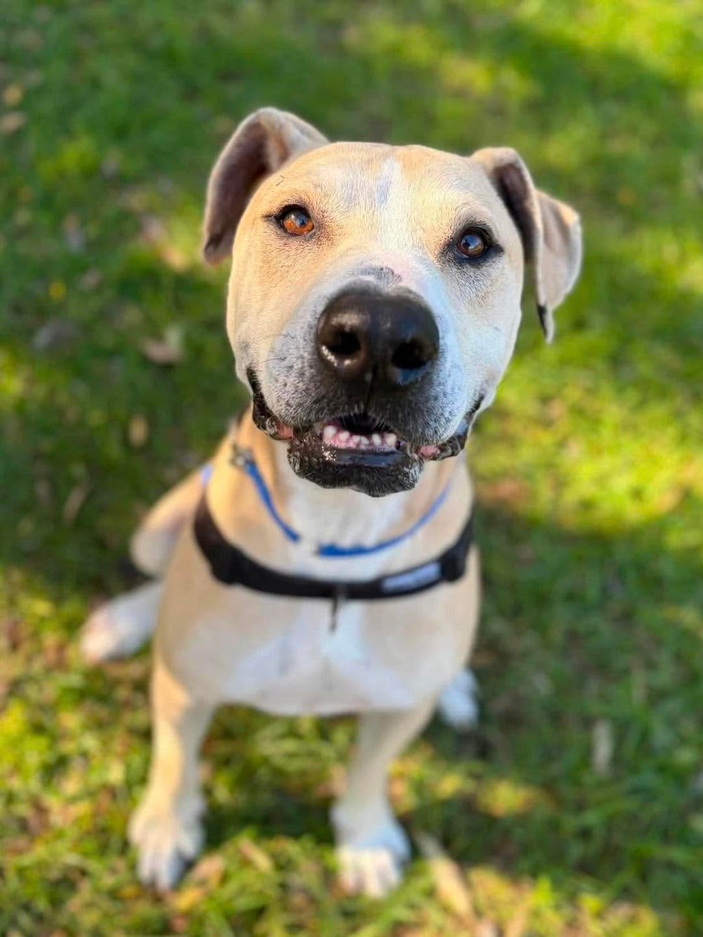 Trigger - Staffy available for adoption at Dogs' Refuge Home in Perth