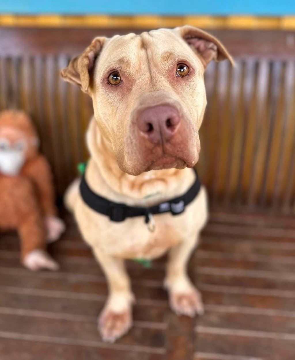 Dharma - American Staffordshire Bull Terrier available for adoption at Dogs' Refuge Home in Perth