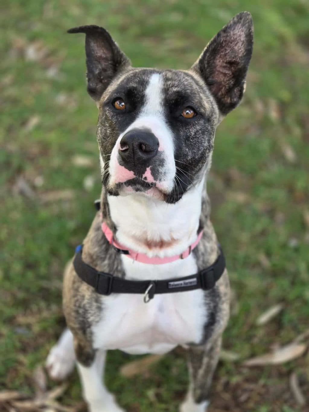 Moxie - Mastiff available for adoption at Dogs' Refuge Home in Perth