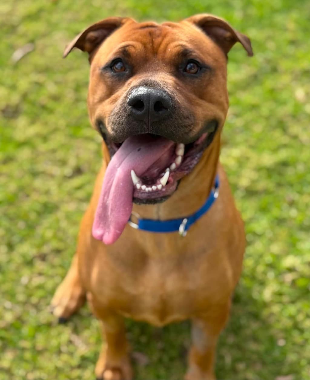 Milly - American Staffordshire Bull Terrier available for adoption at Dogs' Refuge Home in Perth