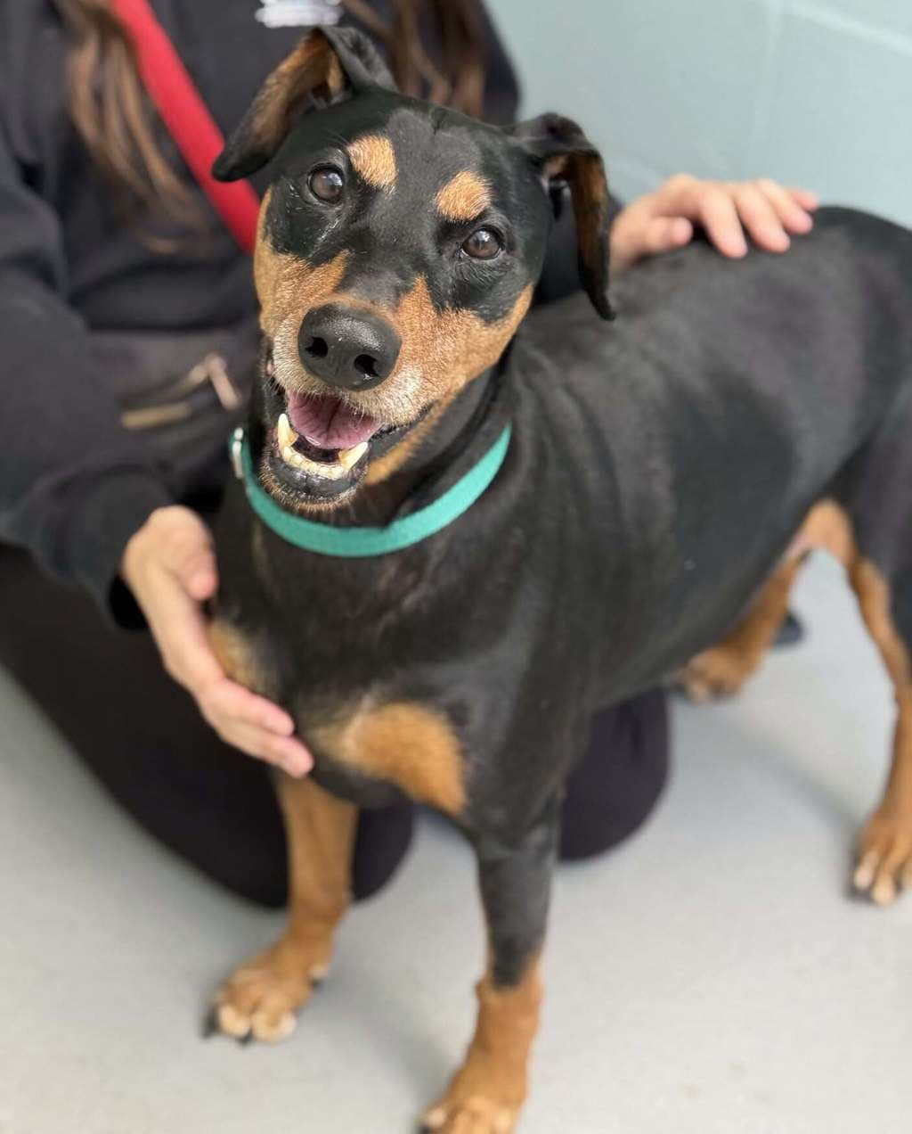 Otto - Pinscher available for adoption at Dogs' Refuge Home in Perth