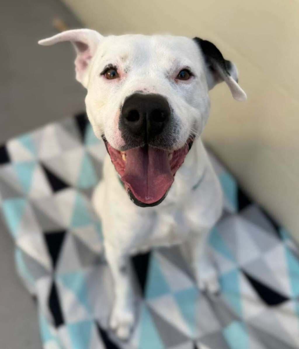 Ninja - Bull Arab available for adoption at Dogs' Refuge Home in Perth