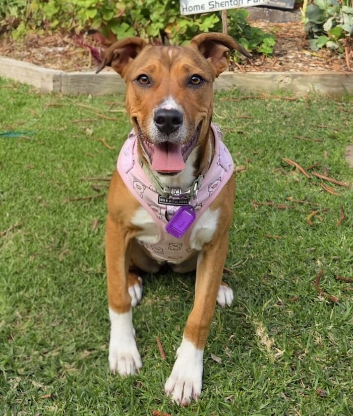 Hope - American Staffordshire Bull Terrier available for adoption at Dogs' Refuge Home in Perth
