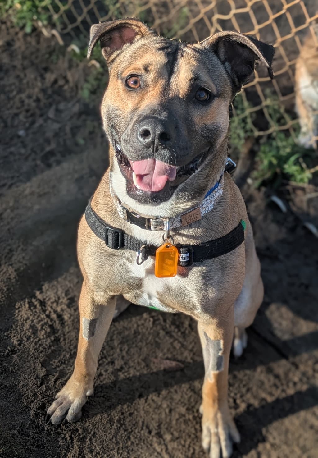 Wesley - Medium Mixed Breed available for adoption at Dogs' Refuge Home in Perth