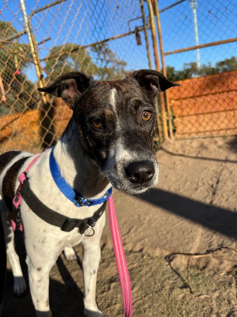 Twin - Kelpie available for adoption at Dogs' Refuge Home in Perth