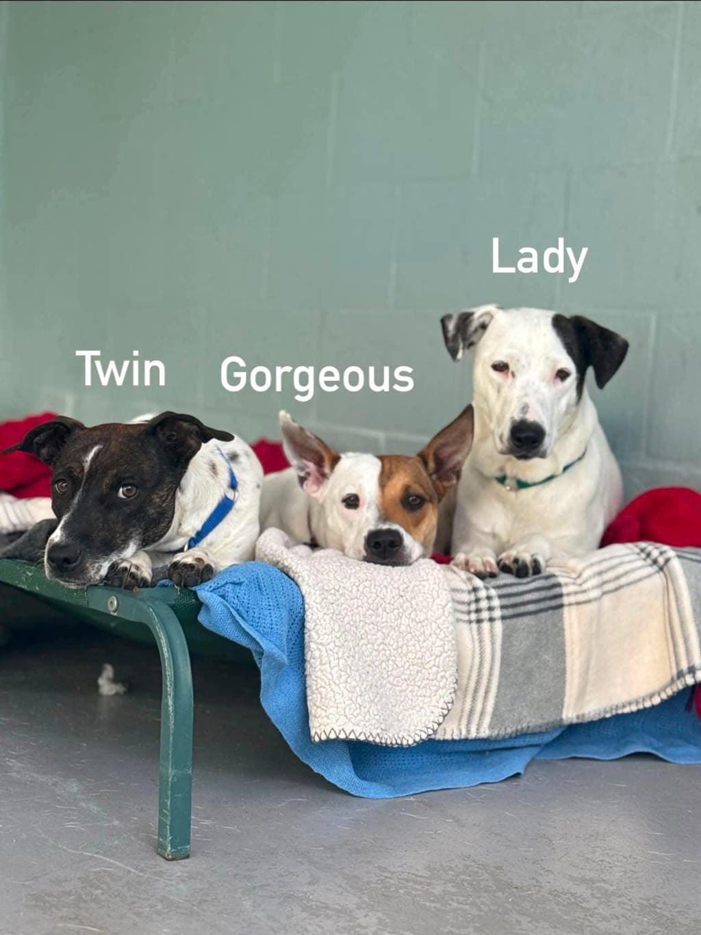 Lady - Kelpie available for adoption at Dogs' Refuge Home in Perth