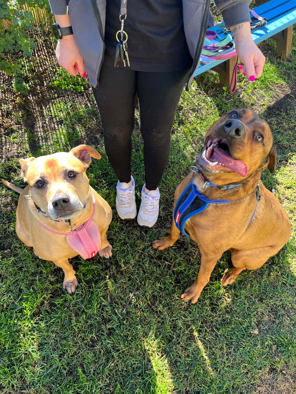 Buddy B - Staffordshire Bull Terrier available for adoption at Dogs' Refuge Home in Perth