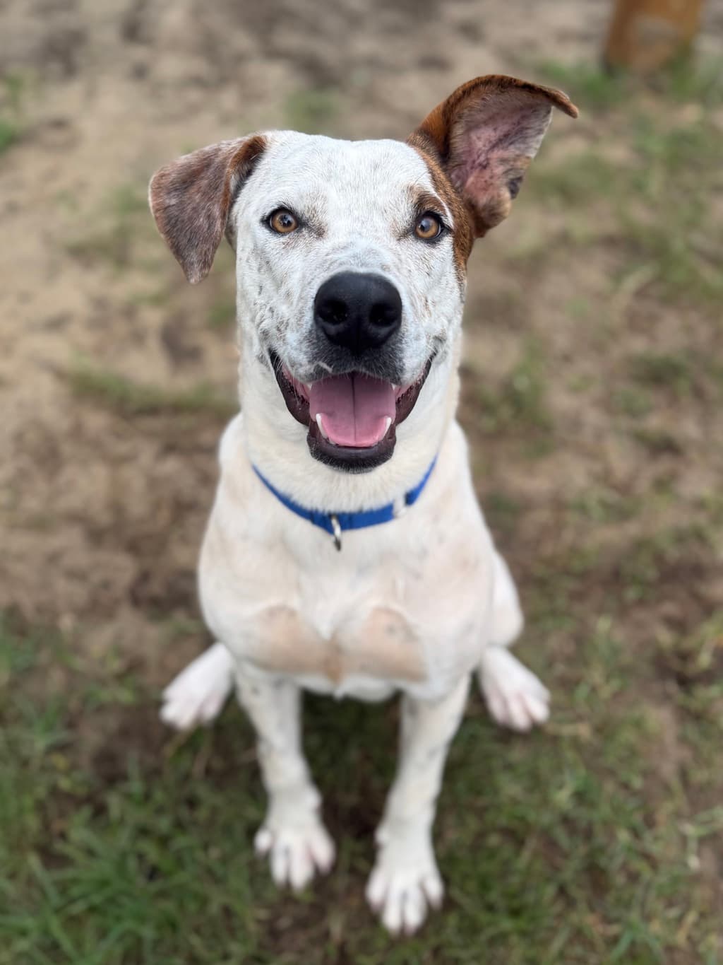McBoy - Medium Mixed Breed available for adoption at Dogs' Refuge Home in Perth