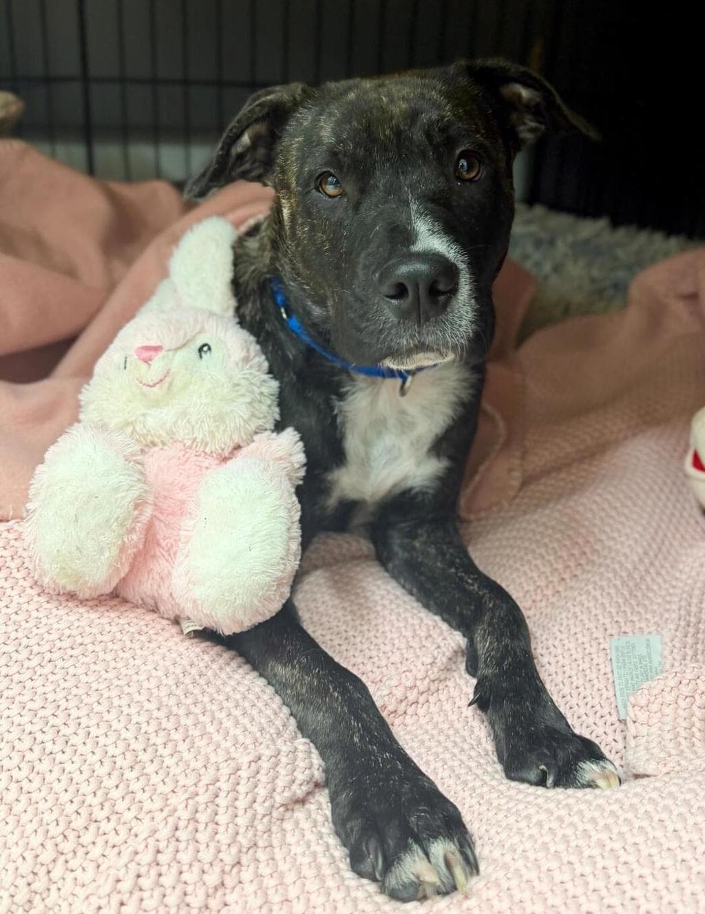 Bindi - Staffy available for adoption at Dogs' Refuge Home in Perth