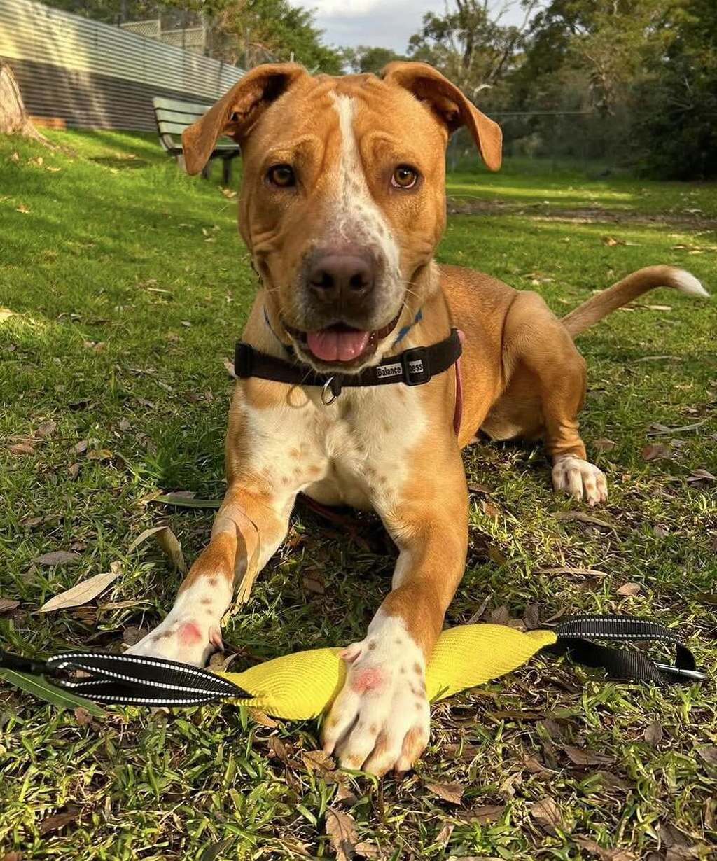 Kash - Bull Arab available for adoption at Dogs' Refuge Home in Perth