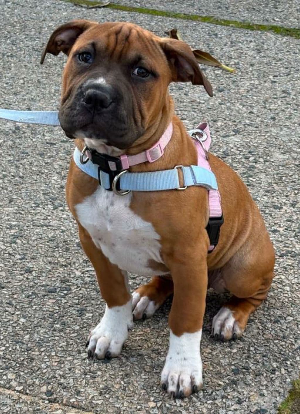 Gina - Shar Pei available for adoption in Perth