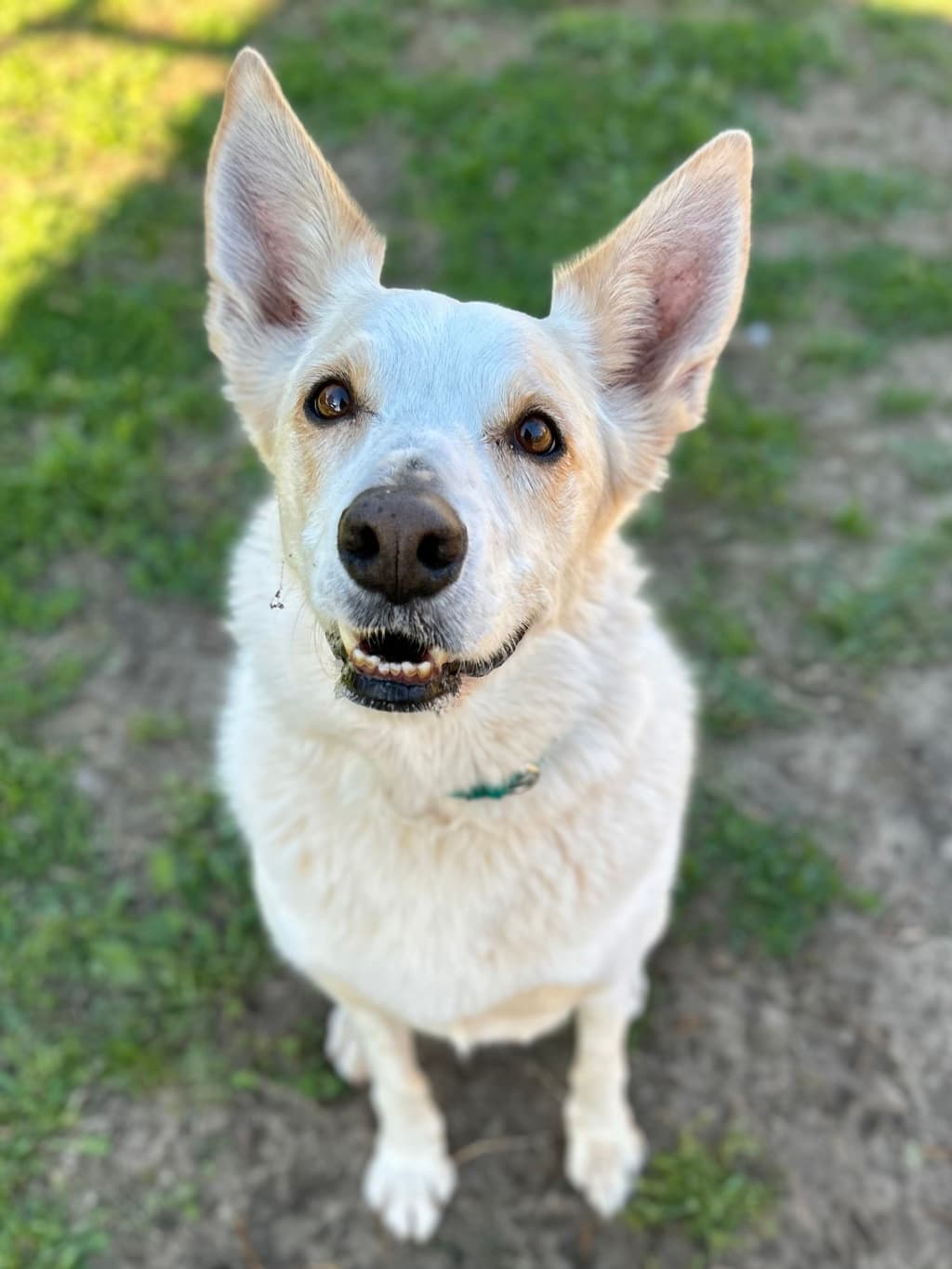 Ghost - Border Collie available for adoption at Dogs' Refuge Home in Perth