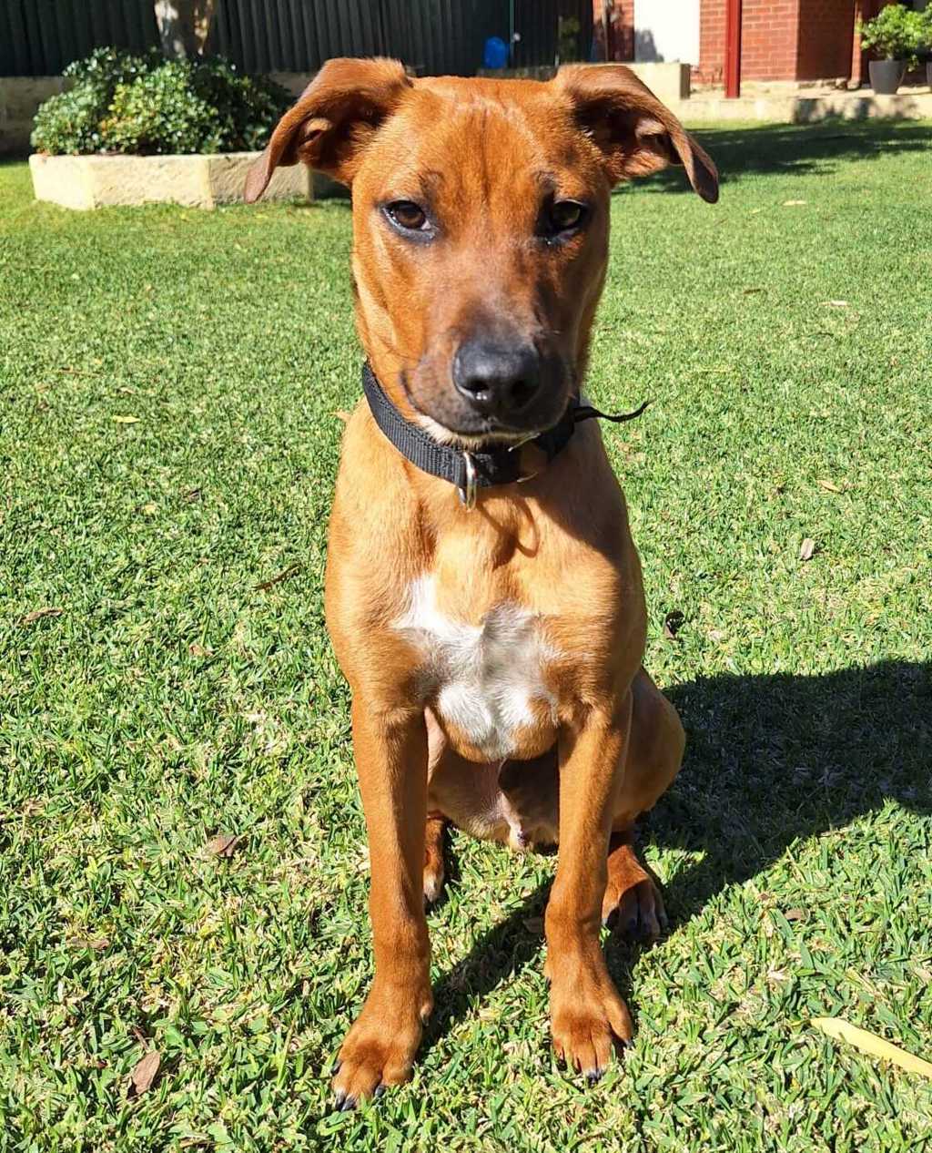 Hendrix - Medium Mixed Breed available for adoption at Dogs' Refuge Home in Perth