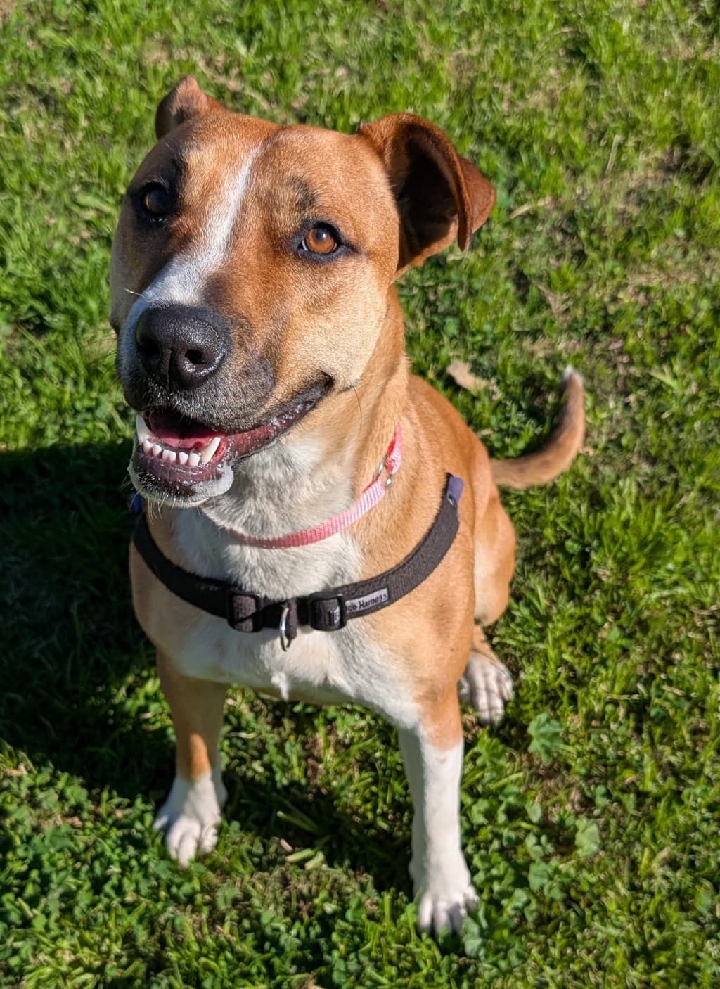 Guinea - American Staffordshire Bull Terrier available for adoption at Dogs' Refuge Home in Perth