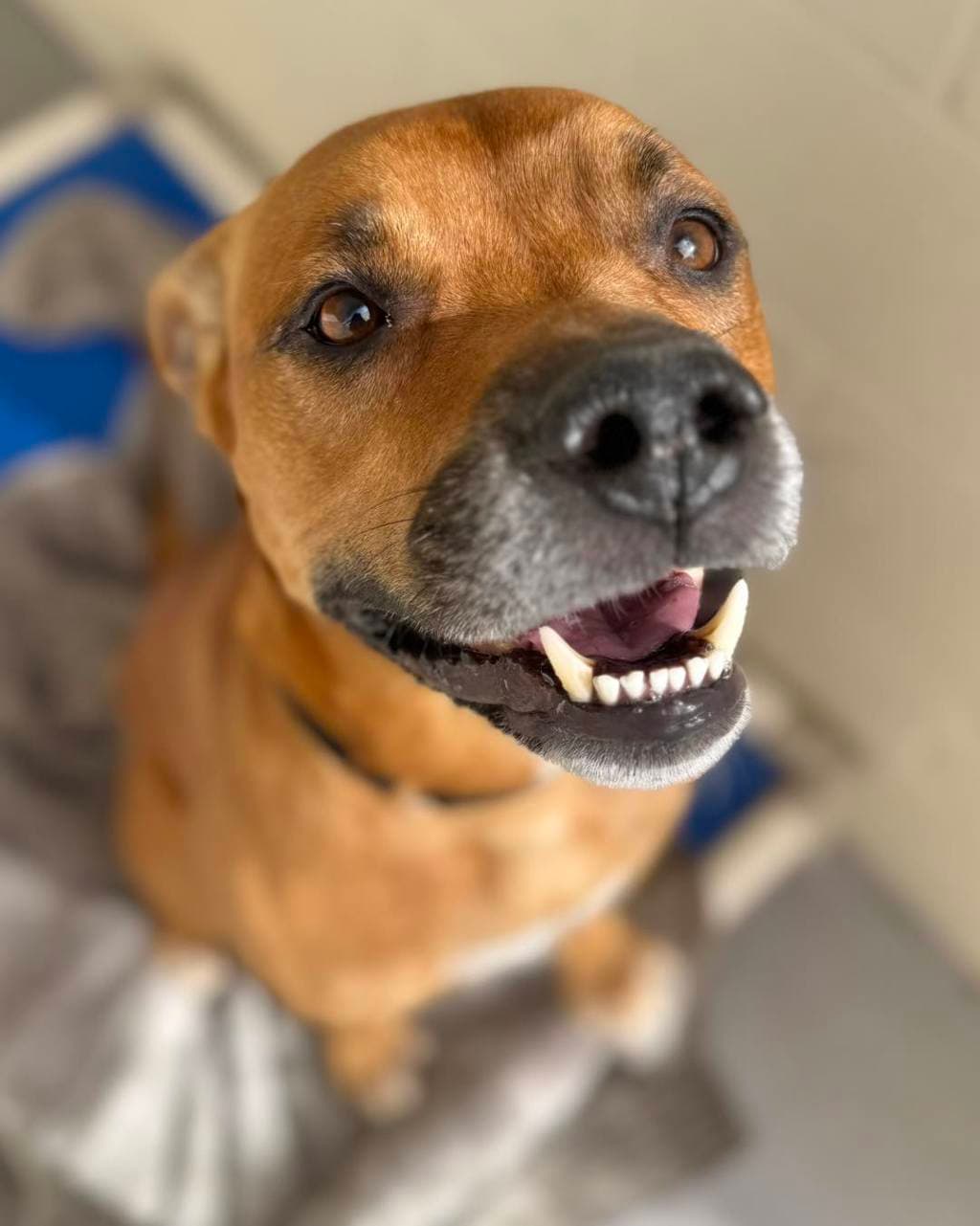 Lester - Large Mixed Breed available for adoption at Dogs' Refuge Home in Perth