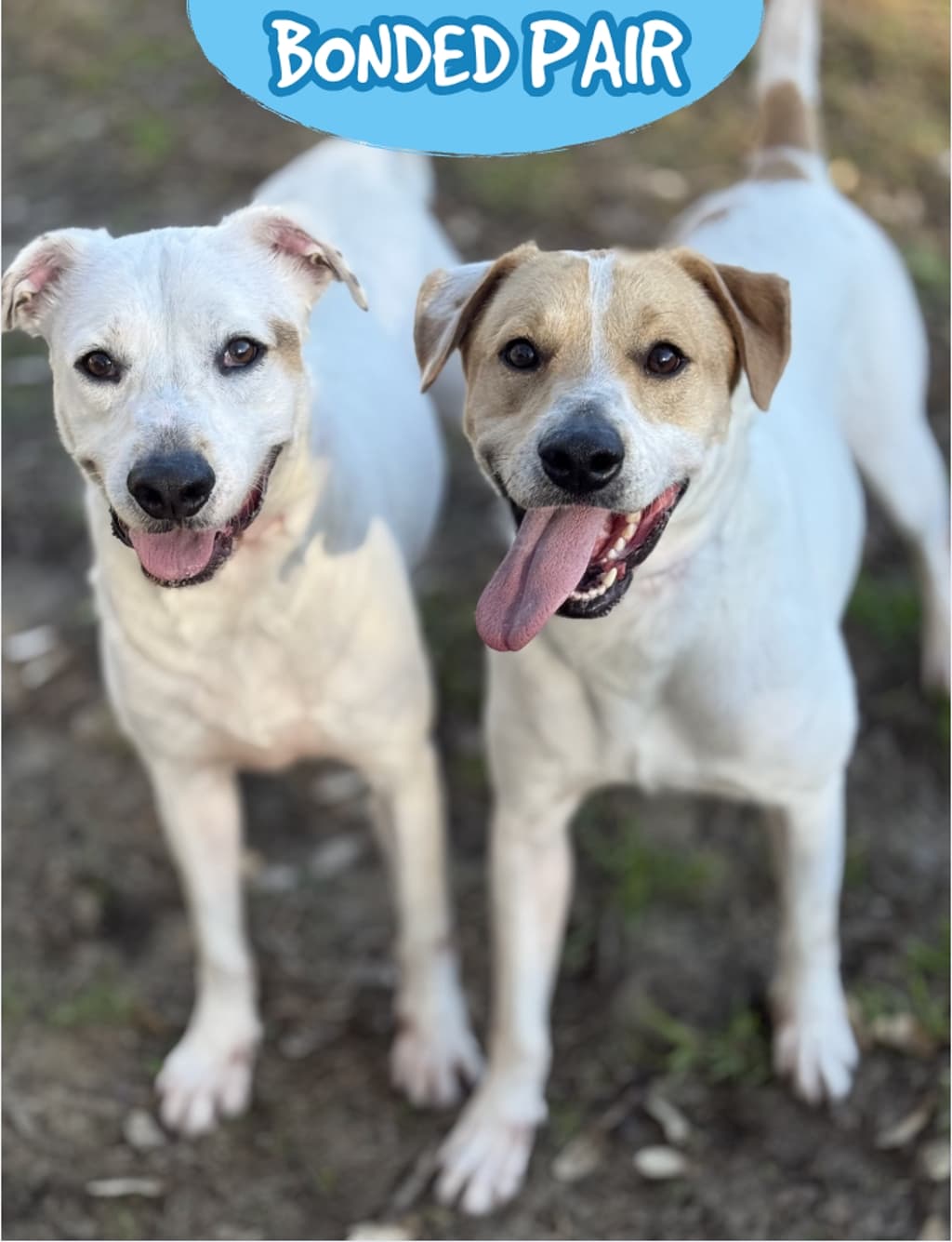 Smudge - Australian Cattledog available for adoption at Dogs' Refuge Home in Perth