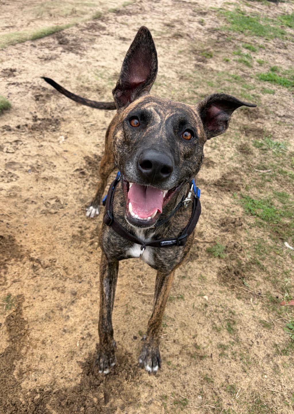 Girlie - Whippet available for adoption in Perth