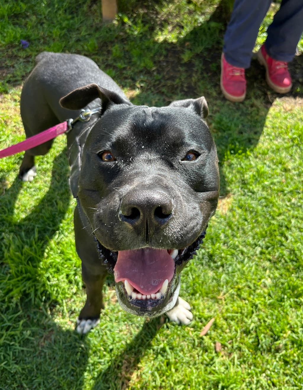 Bobo - Staffy available for adoption at Dogs' Refuge Home in Perth