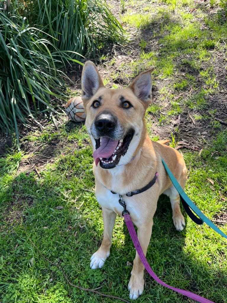 Otis - German Shepherd available for adoption at Dogs' Refuge Home in Perth