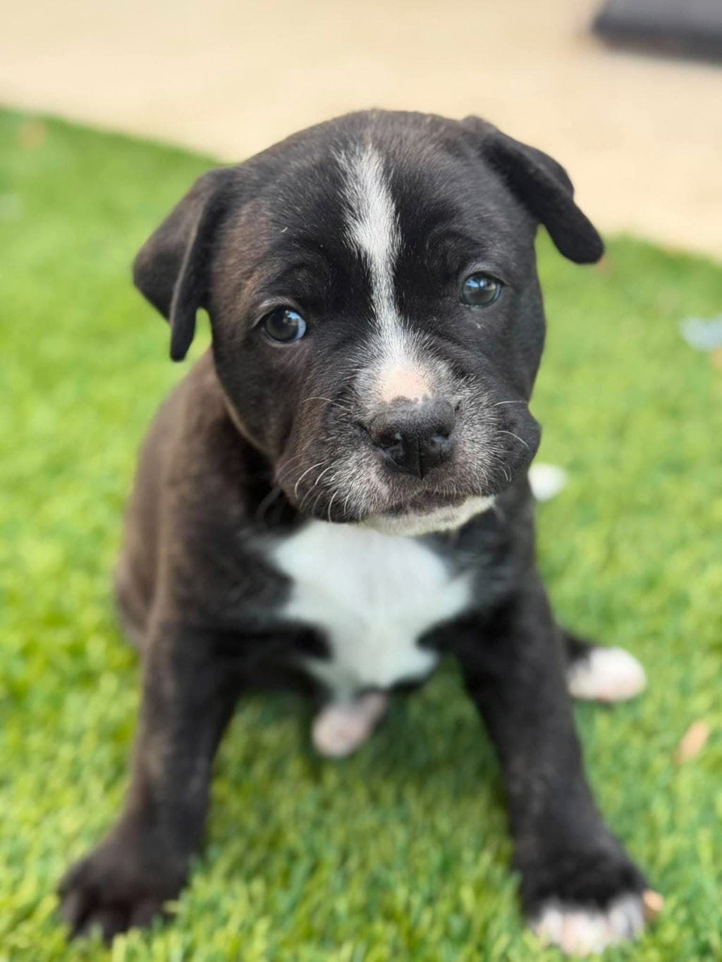 Blues - Staffy available for adoption in Perth