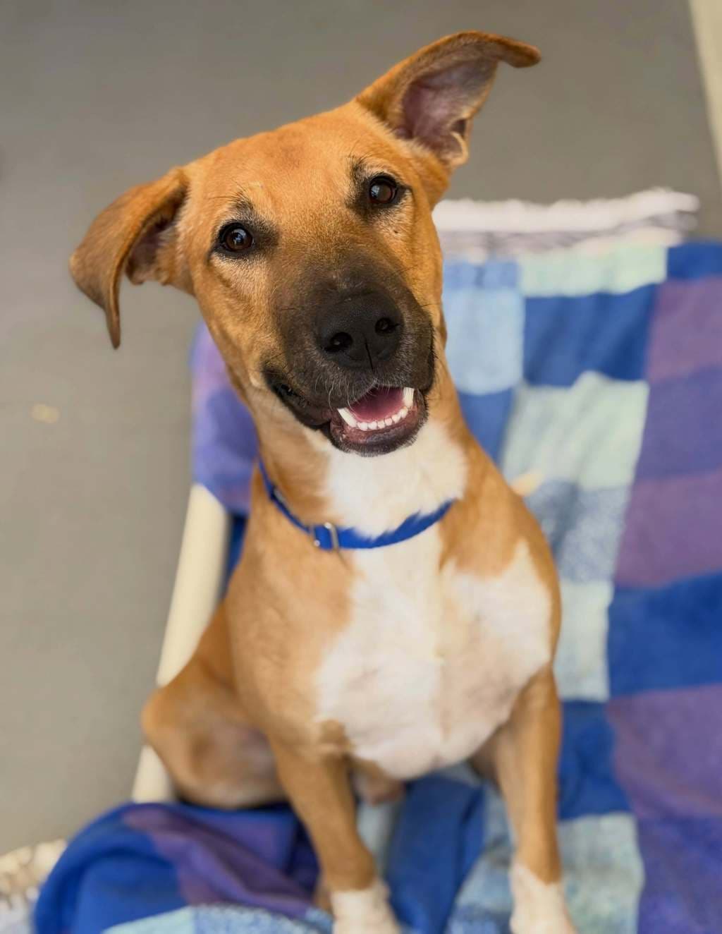 Jet - Medium Mixed Breed available for adoption at Dogs' Refuge Home in Perth