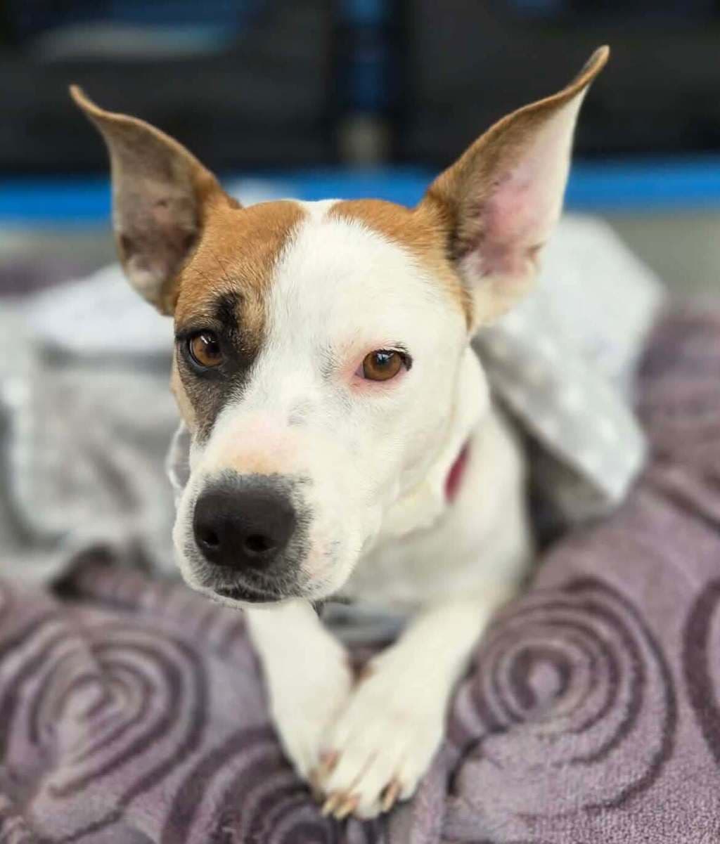 Lily - Medium Mixed Breed available for adoption at Dogs' Refuge Home in Perth