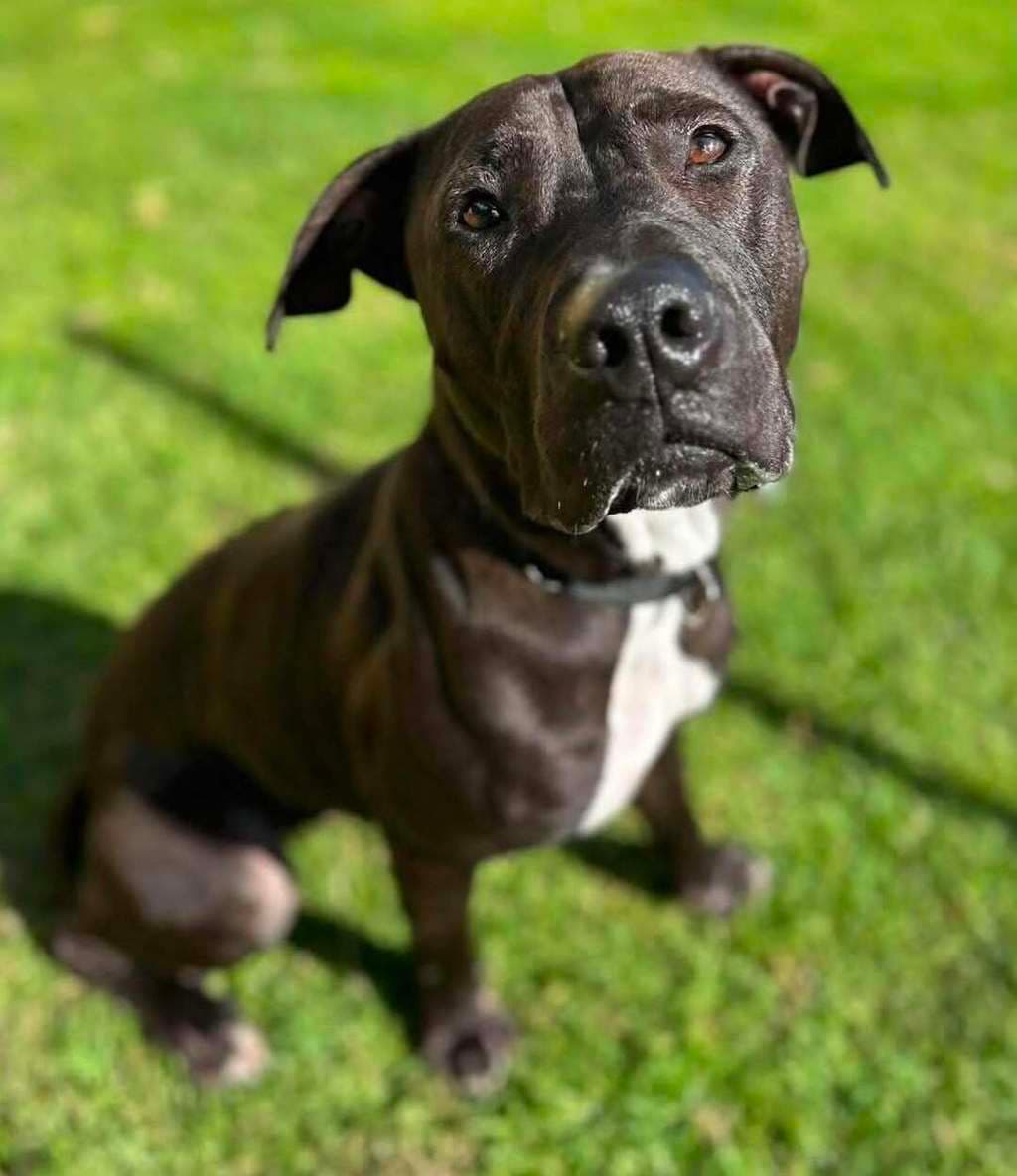 Stasy - Staffy available for adoption at Dogs' Refuge Home in Perth