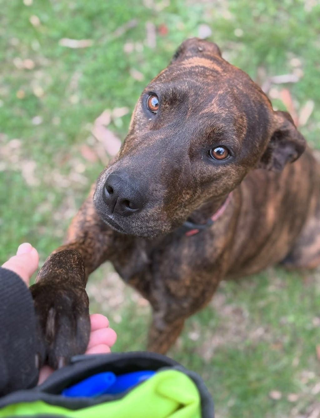 Silly - Staffy available for adoption at Dogs' Refuge Home in Perth