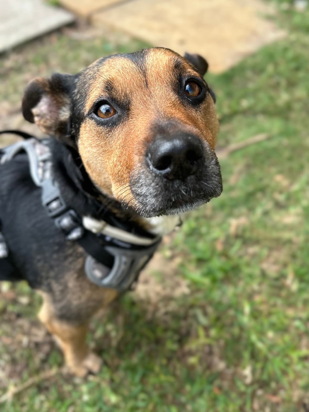 Meme - Medium Mixed Breed available for adoption at Dogs' Refuge Home in Perth