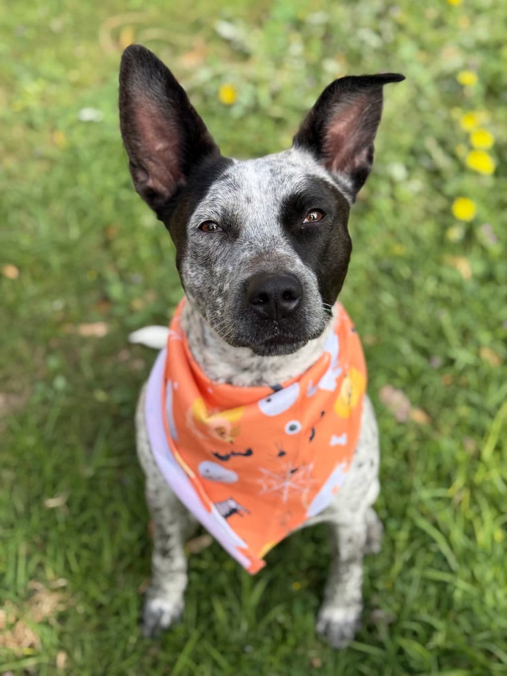 Pachi - Australian Cattledog available for adoption at Dogs' Refuge Home in Perth