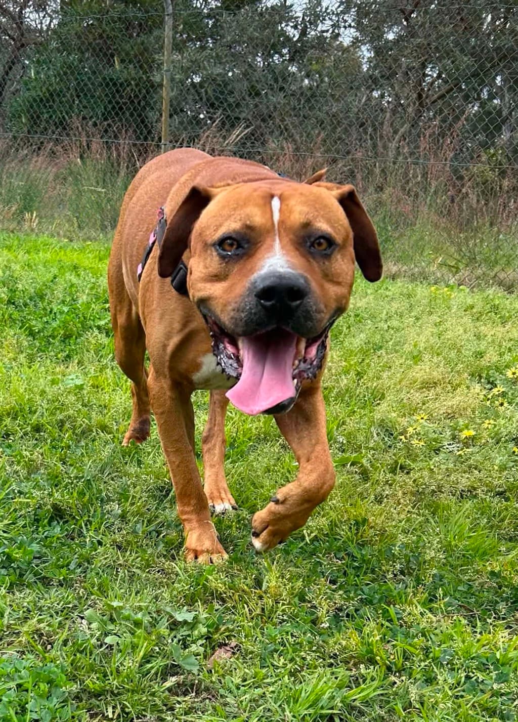 Terry - American Staffordshire Bull Terrier available for adoption at Dogs' Refuge Home in Perth