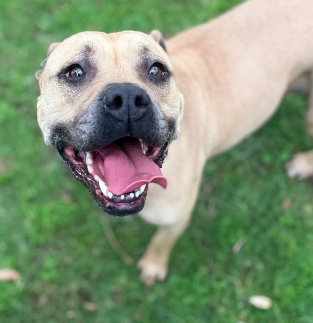 Dizzie - Mastiff available for adoption at Dogs' Refuge Home in Perth
