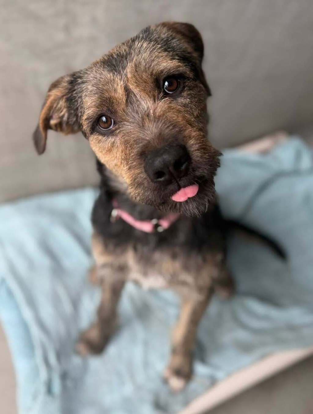 Angel - Large Mixed Breed available for adoption at Dogs' Refuge Home in Perth