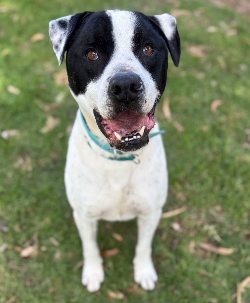 Thomas - Mastiff available for adoption at Dogs' Refuge Home in Perth