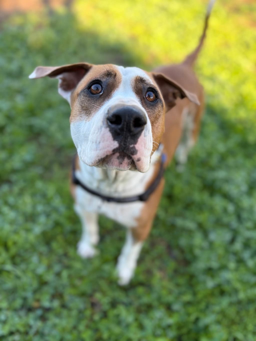Jemma - Large Mixed Breed available for adoption at Dogs' Refuge Home in Perth
