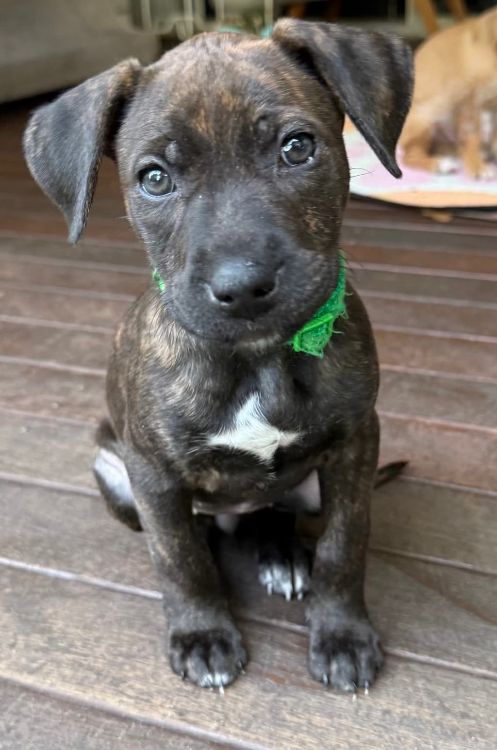 Goofy - Staffy available for adoption at Dogs' Refuge Home in Perth