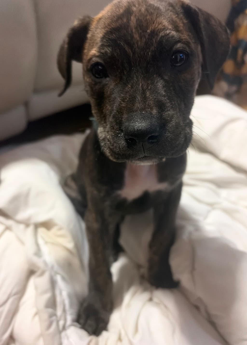 Tizzy - Staffy available for adoption at Dogs' Refuge Home in Perth