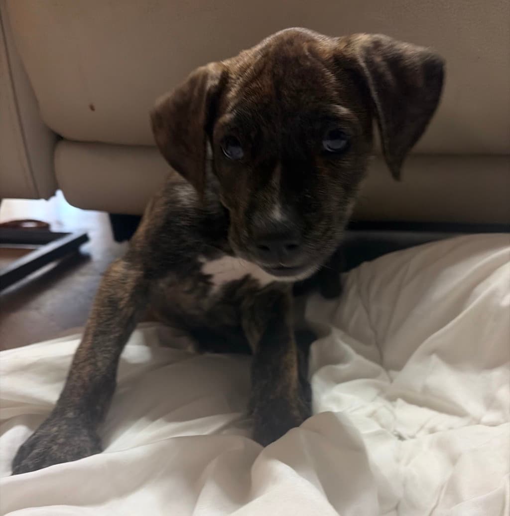 Zippy - Staffy available for adoption at Dogs' Refuge Home in Perth