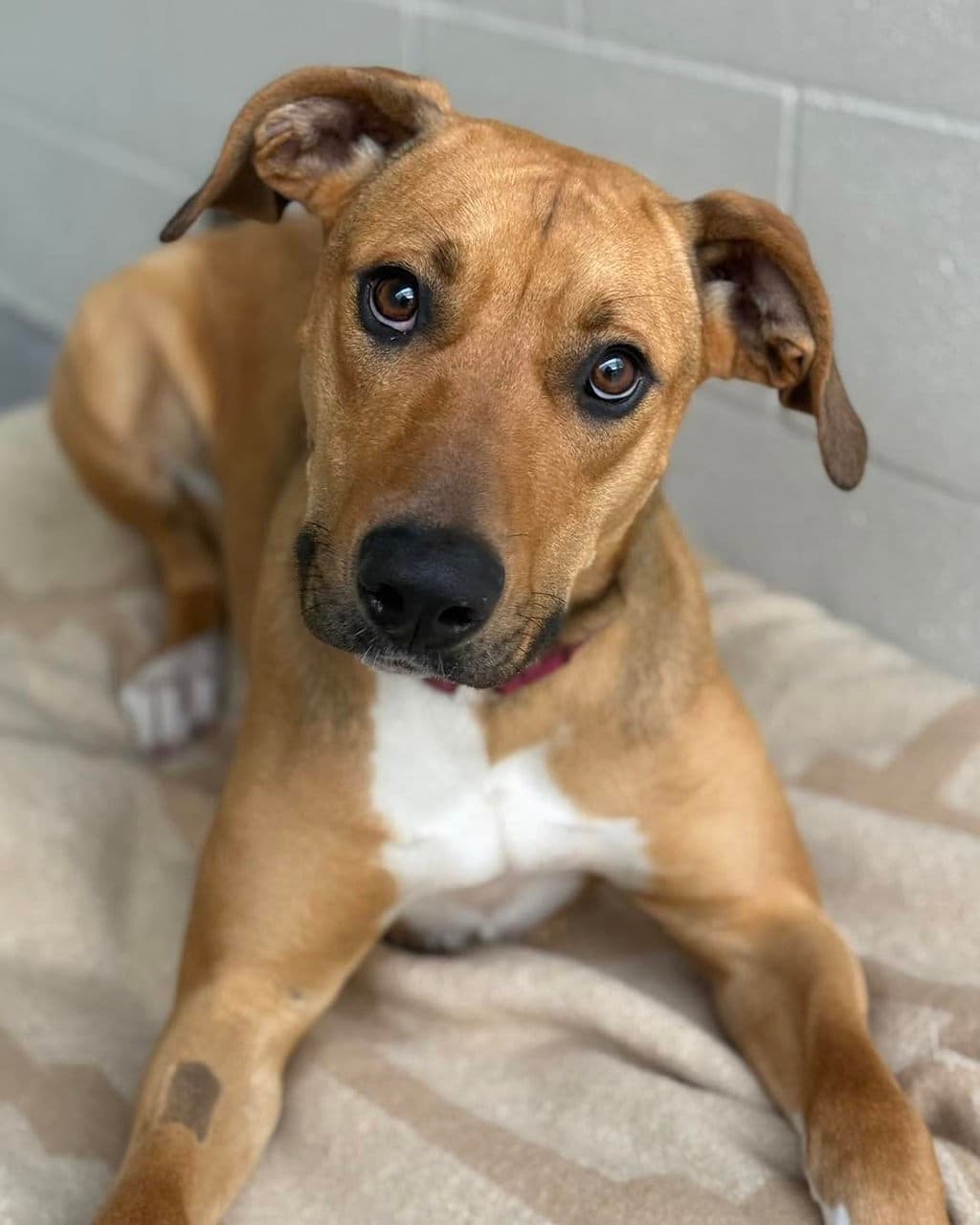 Mia - Staffy available for adoption at Dogs' Refuge Home in Perth