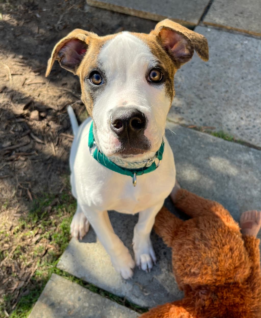 Newt - Medium Mixed Breed available for adoption at Dogs' Refuge Home in Perth