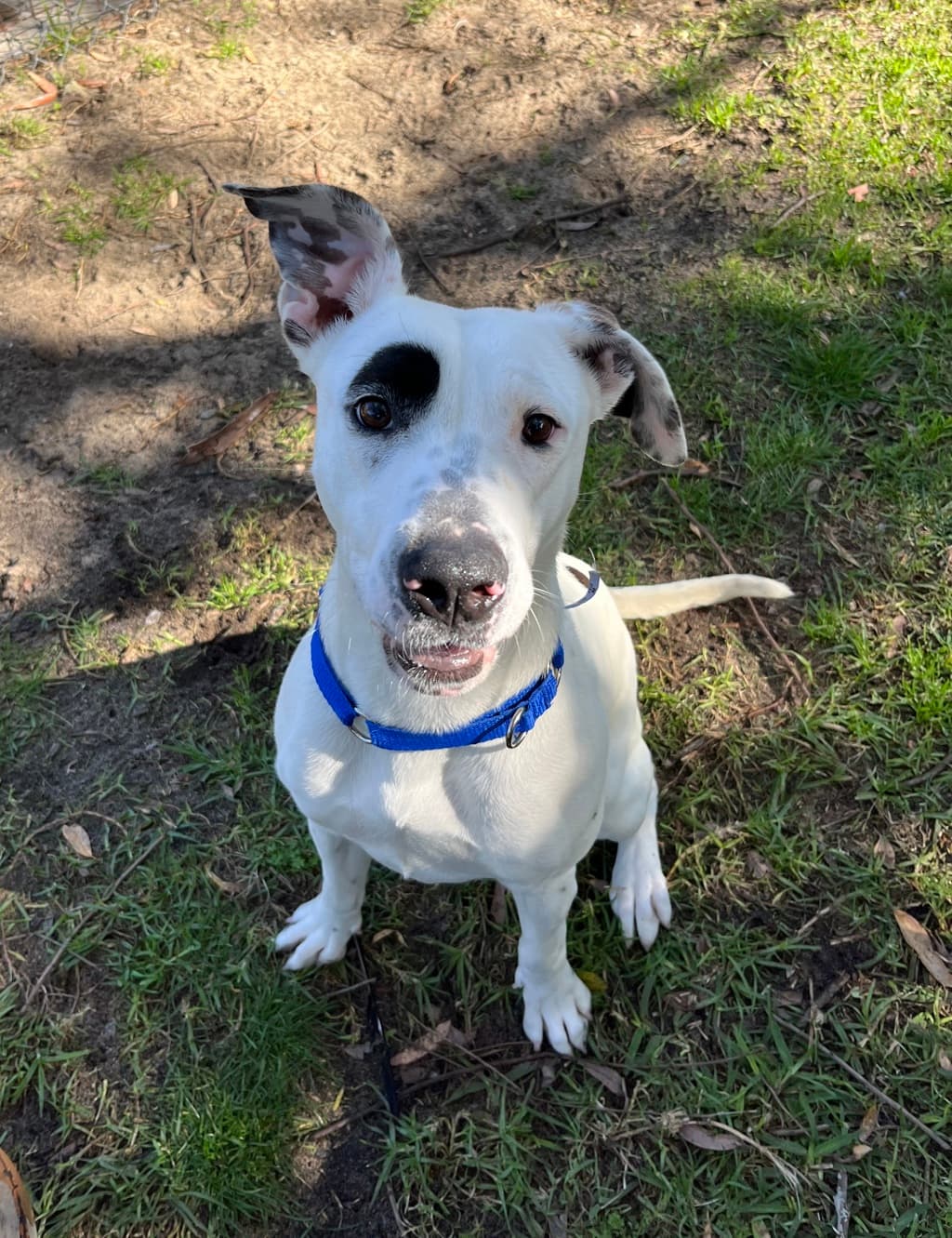 Sugar - Large Mixed Breed available for adoption at Dogs' Refuge Home in Perth