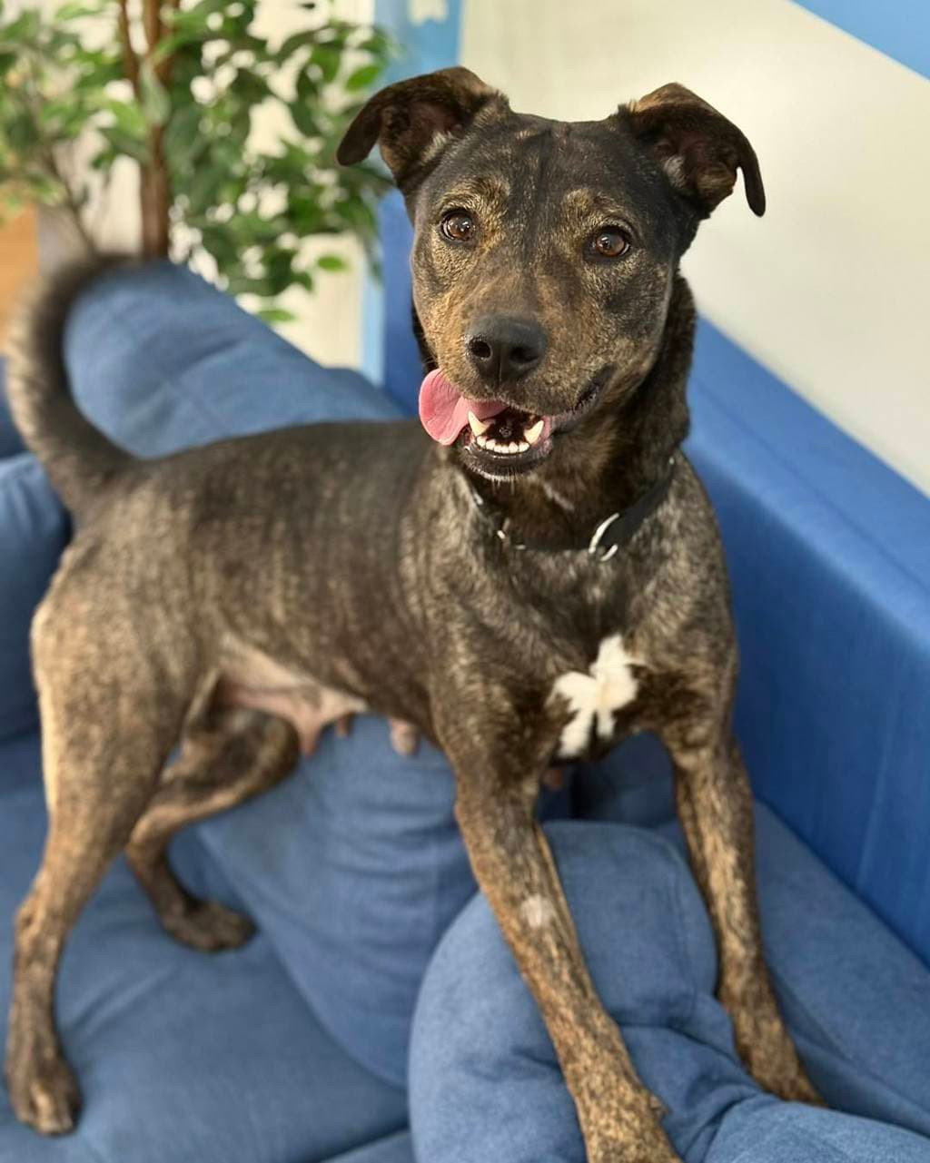 Twix - Staffordshire Bull Terrier available for adoption at Dogs' Refuge Home in Perth