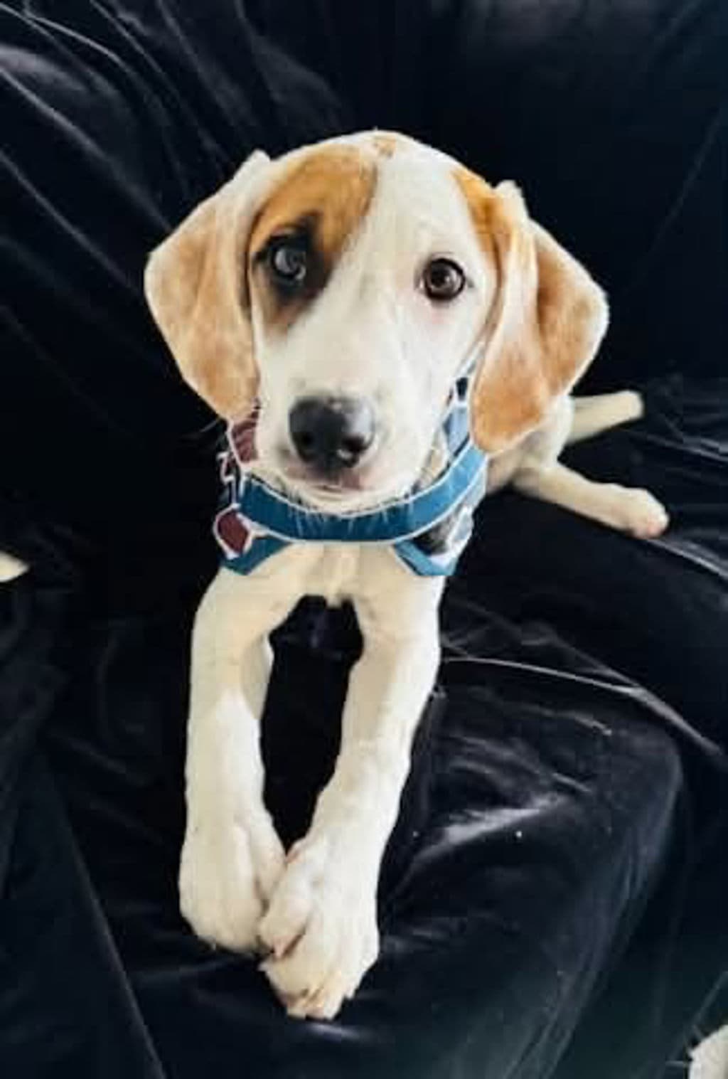 Mystic - Large Mixed Breed available for adoption at Dogs' Refuge Home in Perth