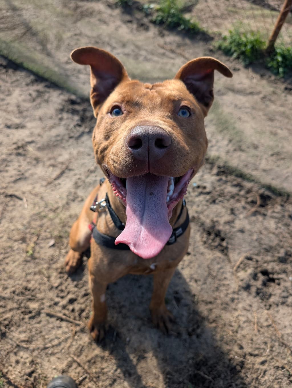 Larry - Large Mixed Breed available for adoption at Dogs' Refuge Home in Perth